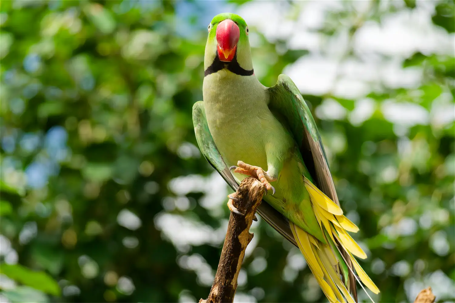 Alexandrine Parakeet