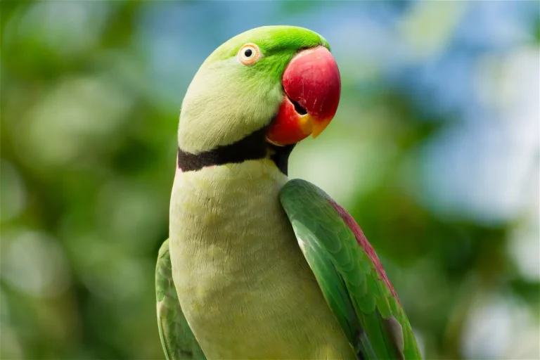 Alexandrine Parakeet