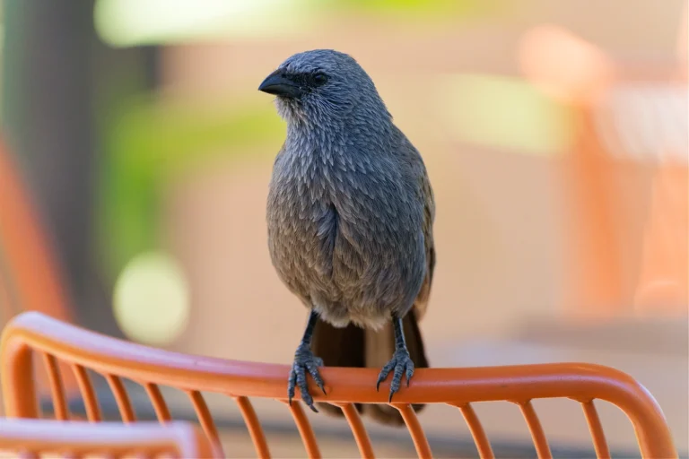 Apostlebird