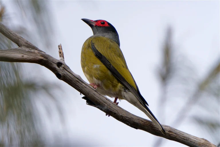 Australasian Figbird