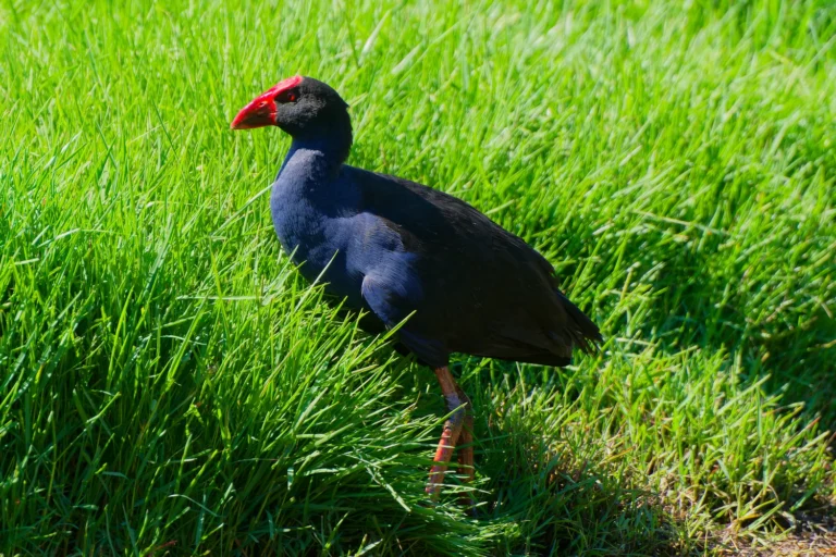 Australasian Swamphen