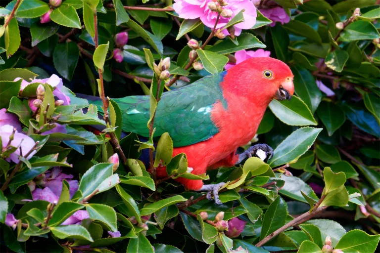 Australian King-Parrot
