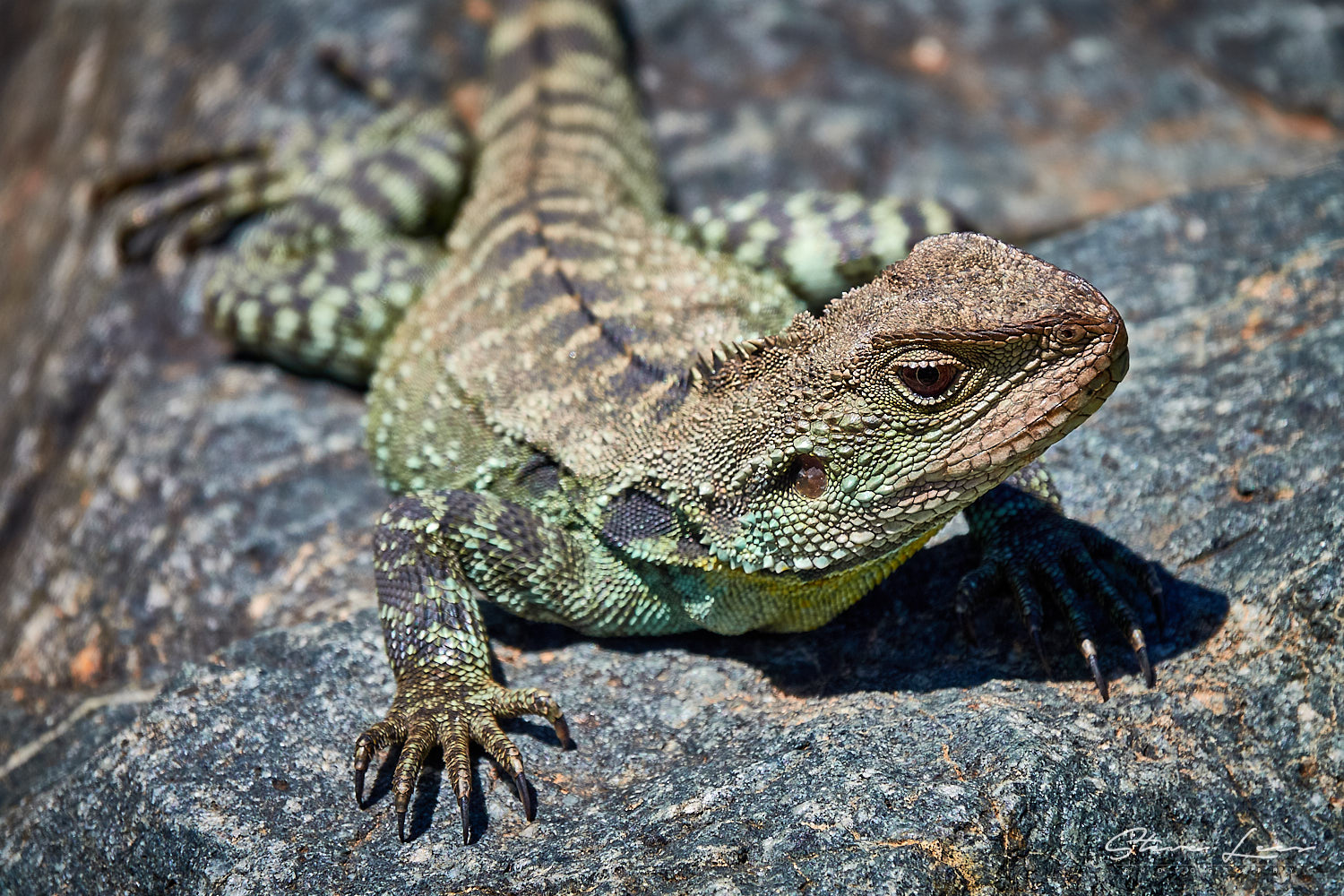 Lizards Of Australia 2 - Steve Lees Photography