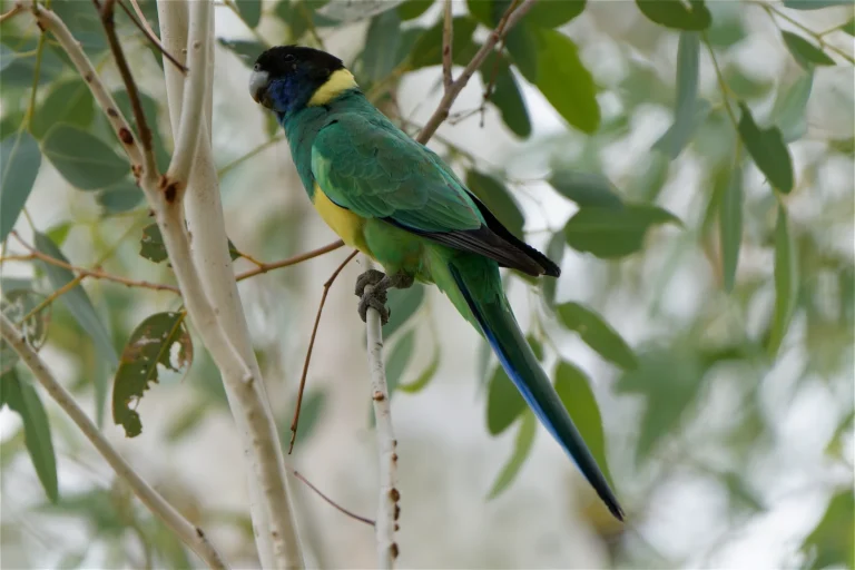 Australian Ringneck Parrot