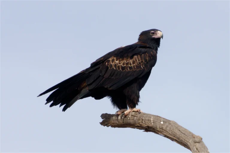 Australian Wedge-tailed Eagle