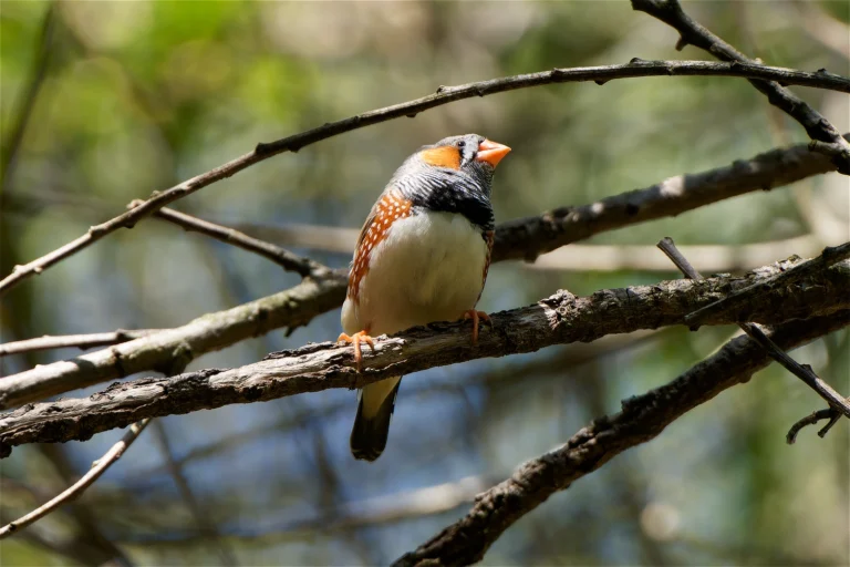 Australian Zebra Finch