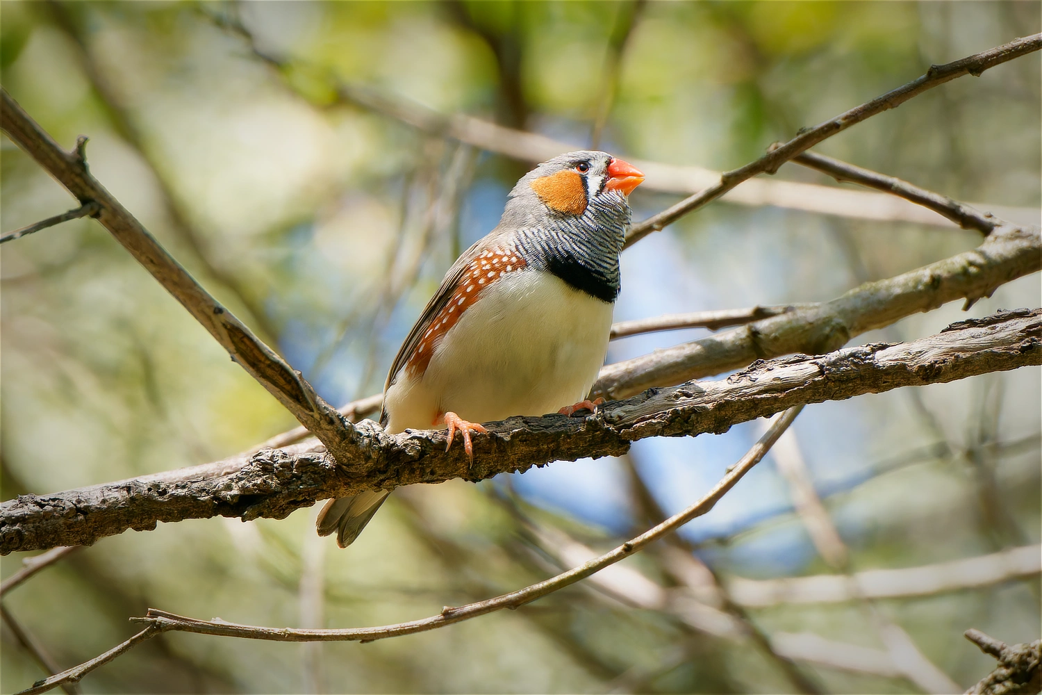 Australian Zebra Finch