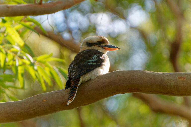 Badangi Reserve