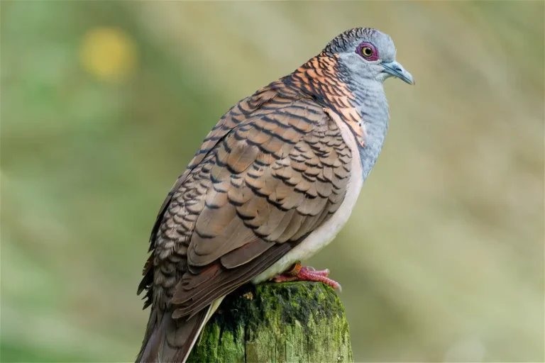 Bar-Shouldered Dove