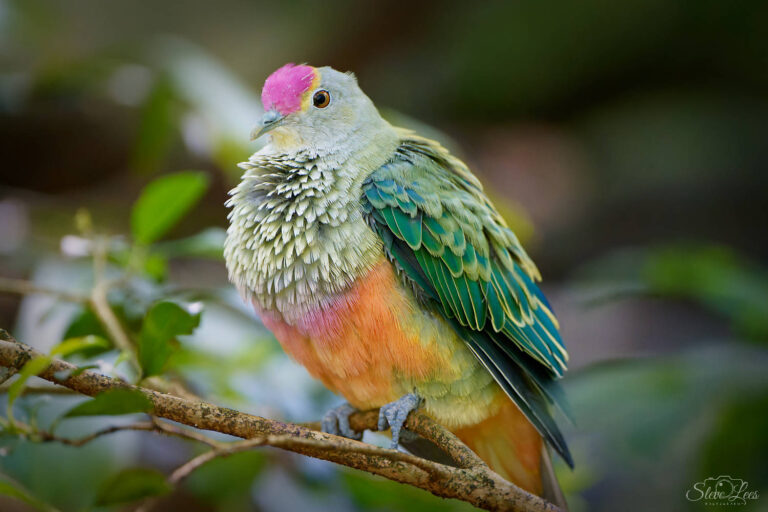 Rose-Crowned Fruit Dove