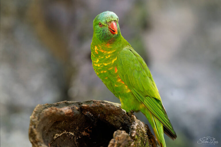 Scaly-breasted Lorikeet