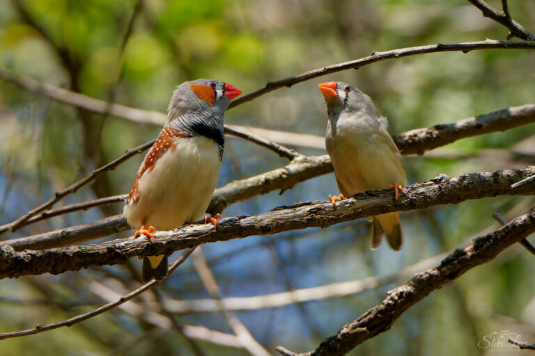 Birds of Taronga Zoo 2