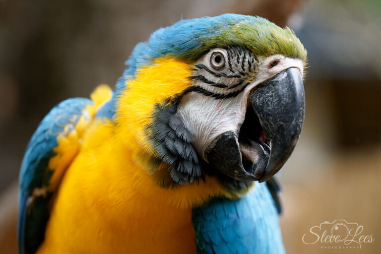 Blue & Yellow Macaw