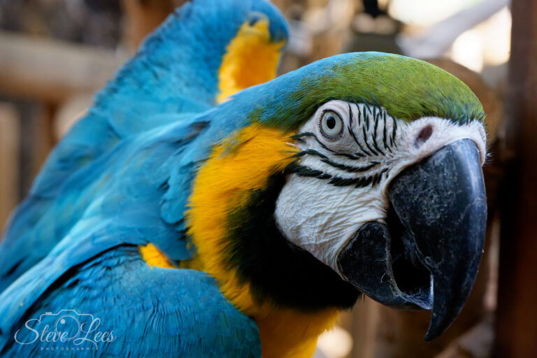 Blue & Yellow Macaw