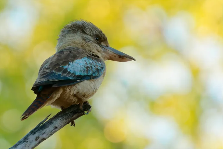 Blue-Winged Kookaburra