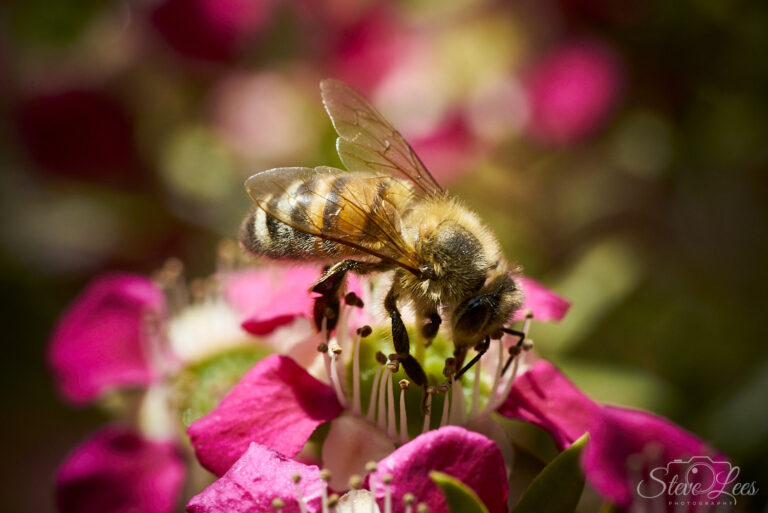 Canberra Bee