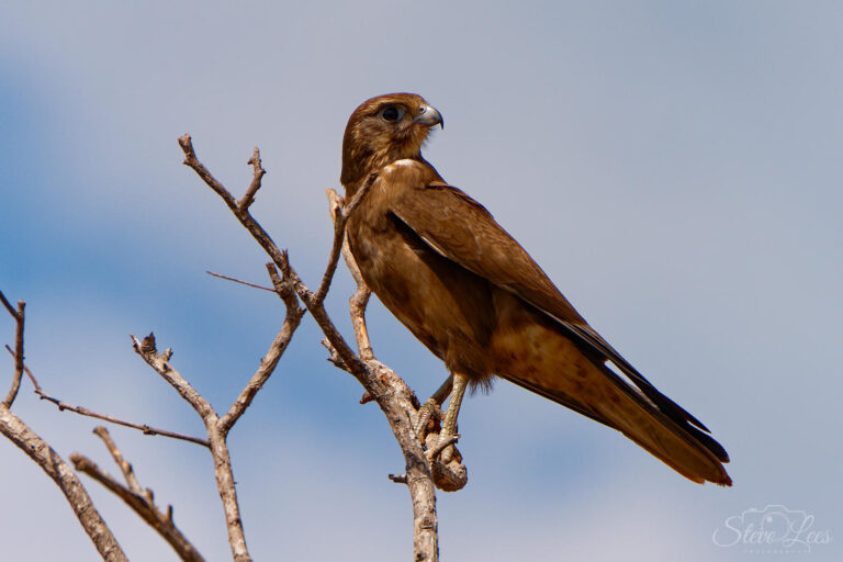 Brown Falcon