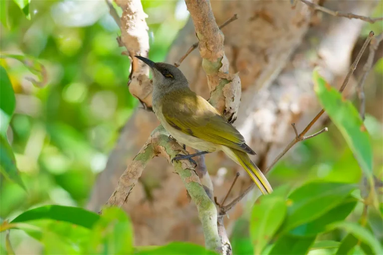 Brown Honeyeater