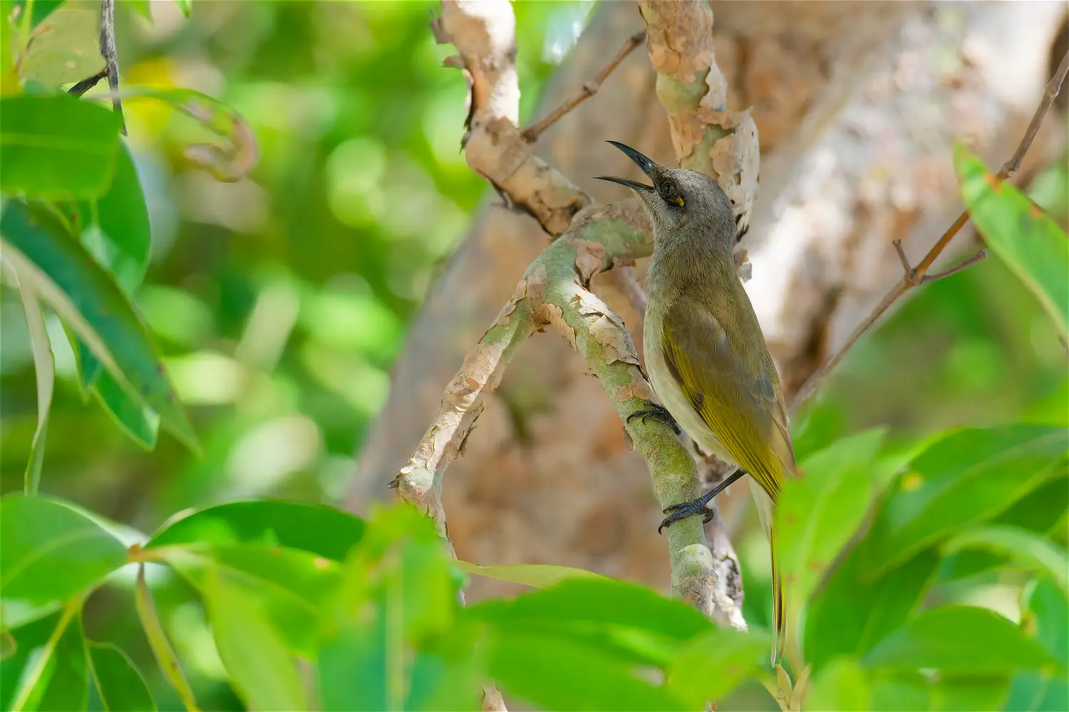 Brown Honeyeater