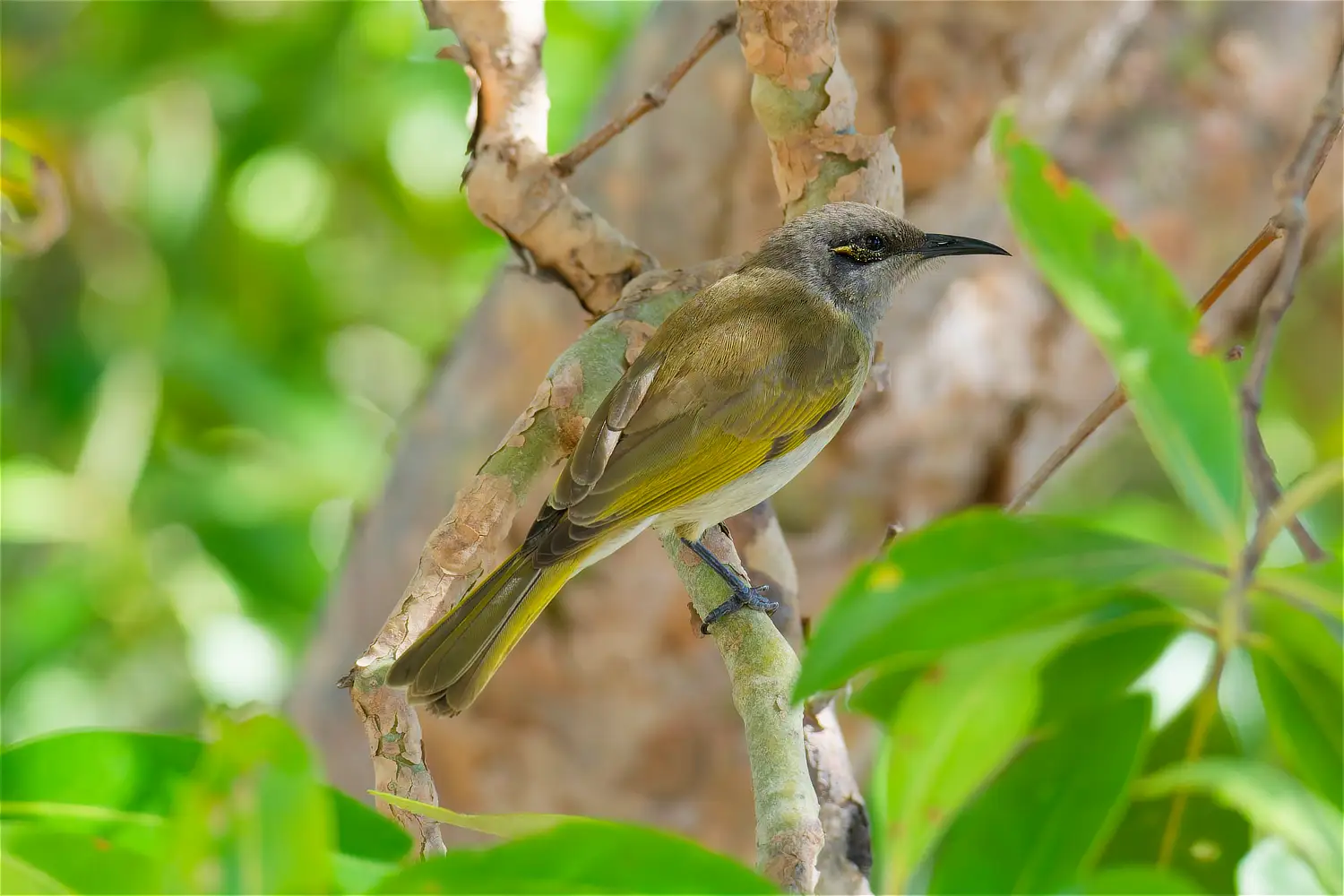 Brown Honeyeater