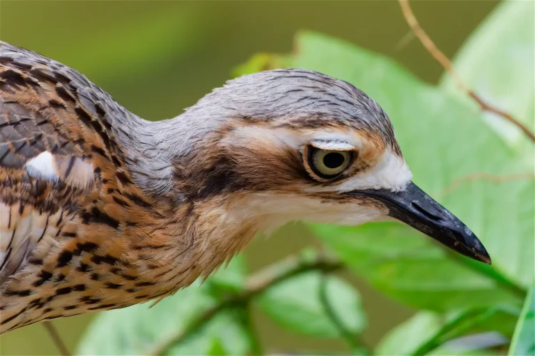 Bush Stone-Curlew