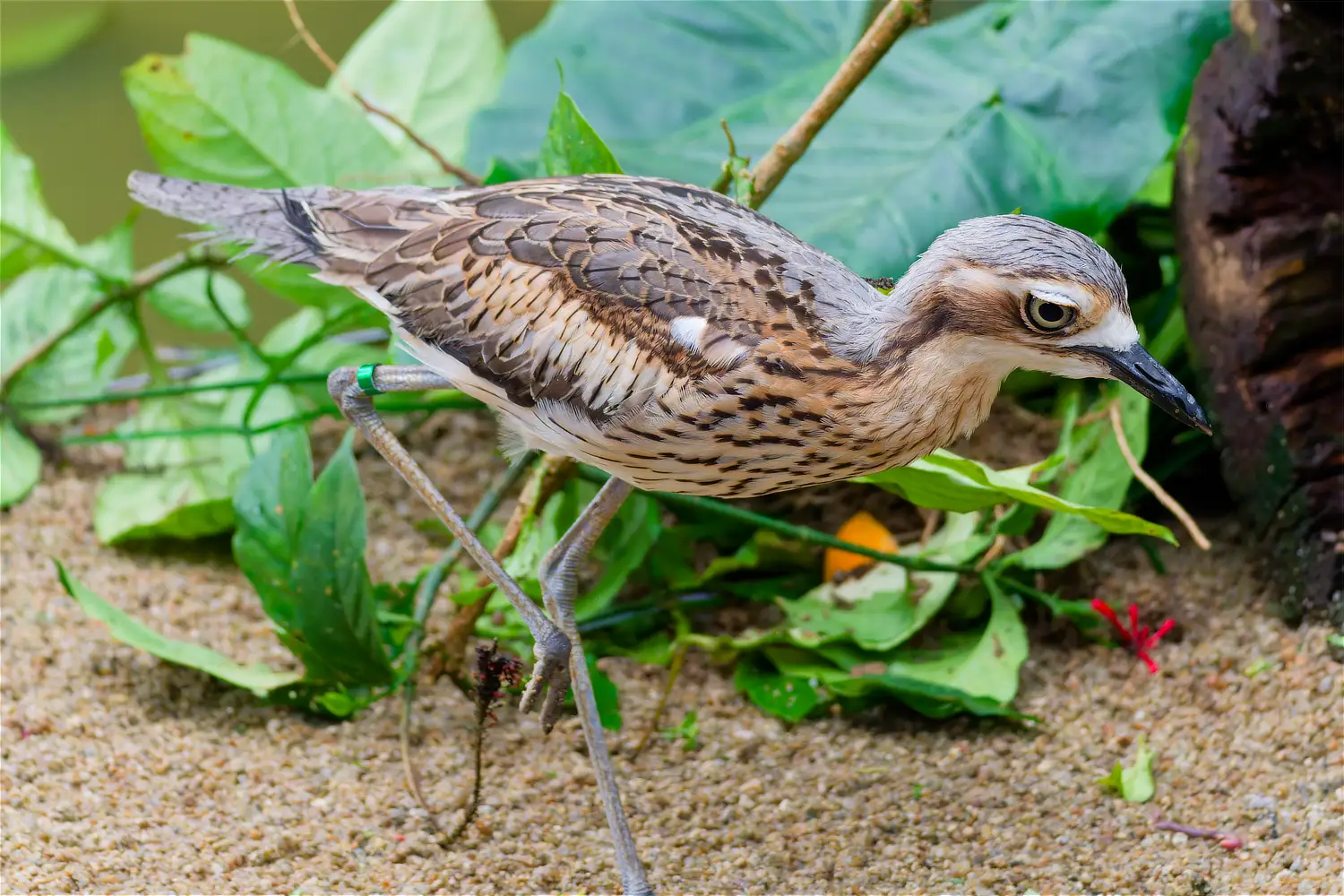 Bush Stone-Curlew