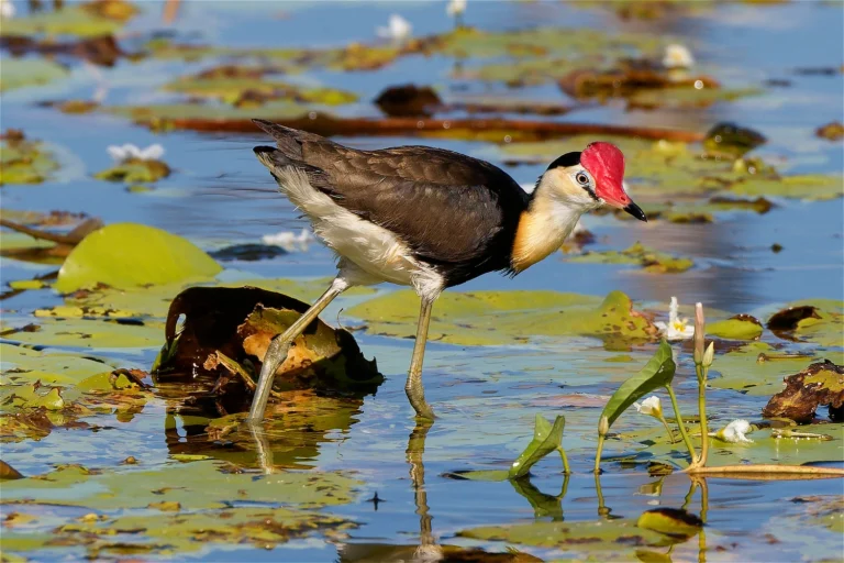 Comb-Crested Jacana