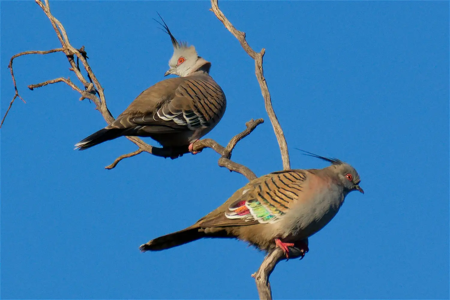 Crested Pidgeon
