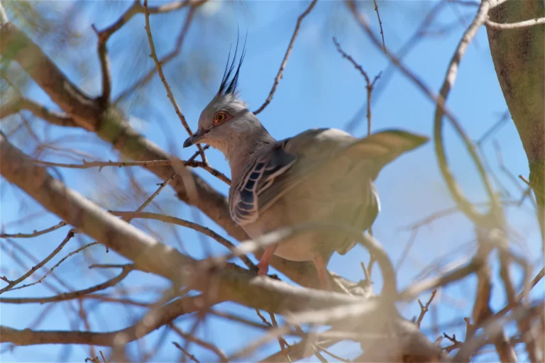 Crested Pigeon