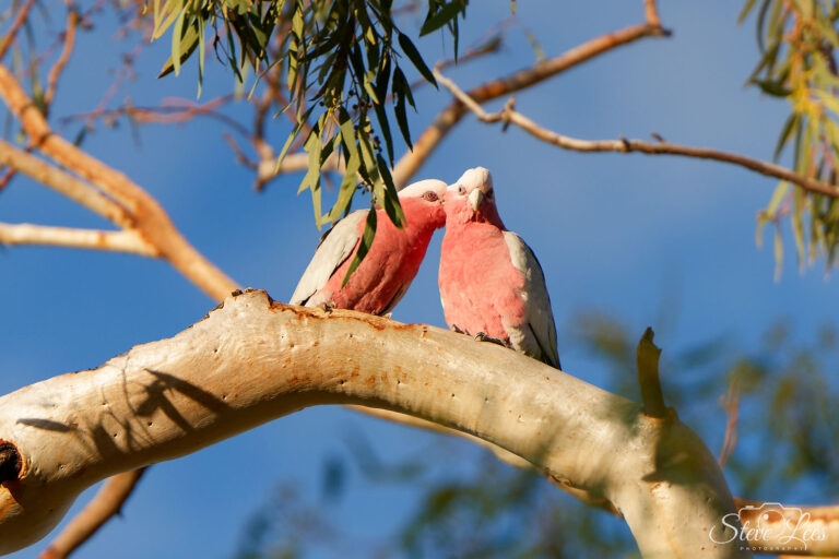 Galahs