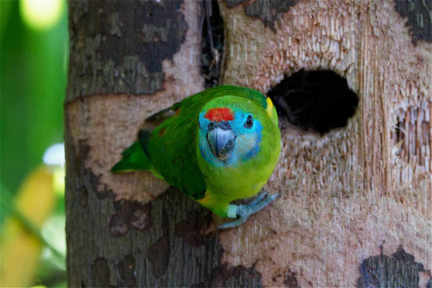 Double-eyed Fig Parrot