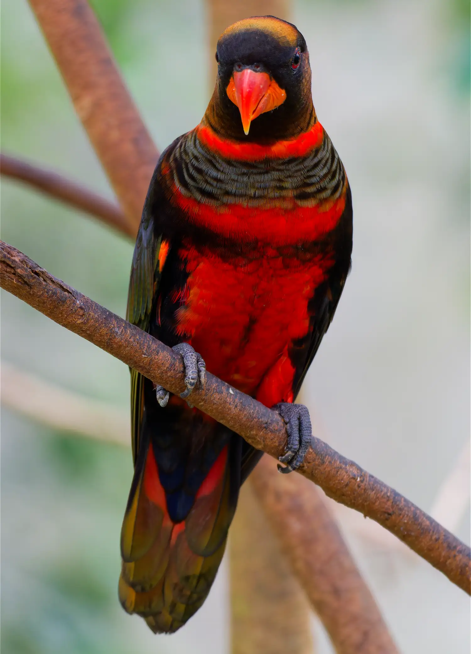 Dusky Lory