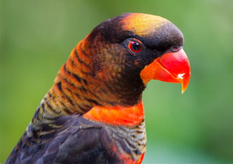 Dusky Lory
