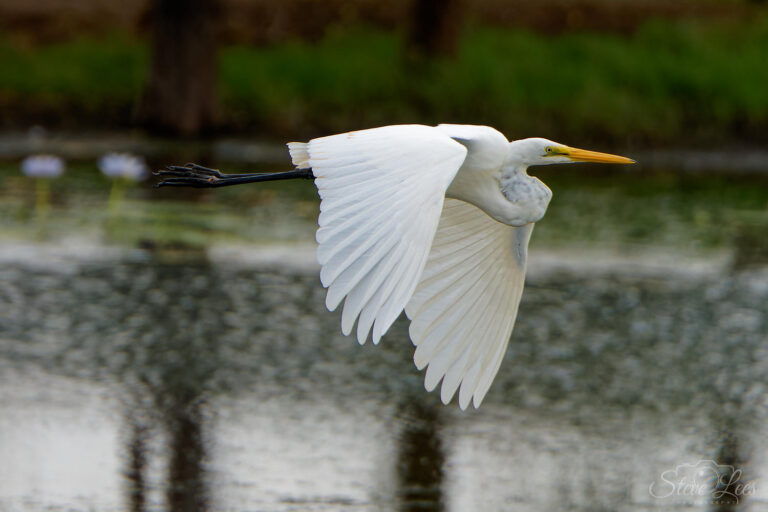 Eastern Great Egret
