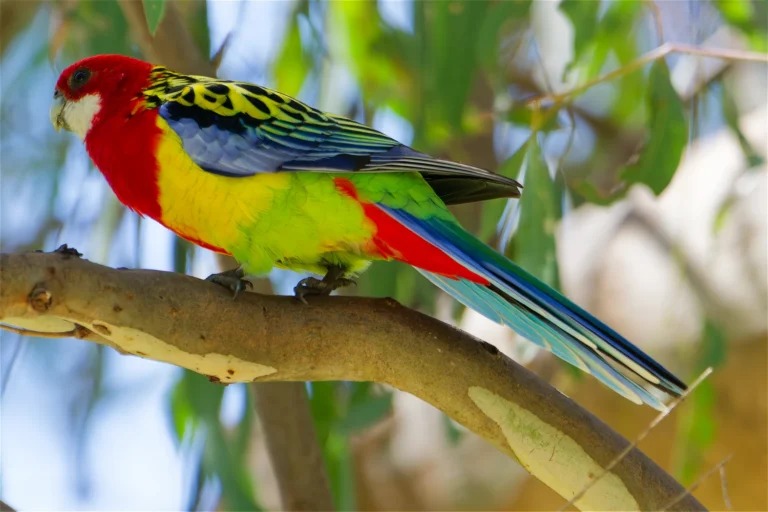 Eastern Rosella