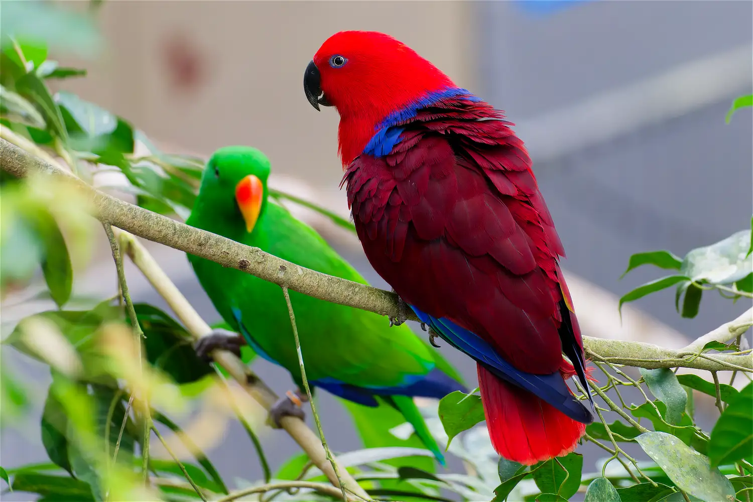Eclectus Parrot