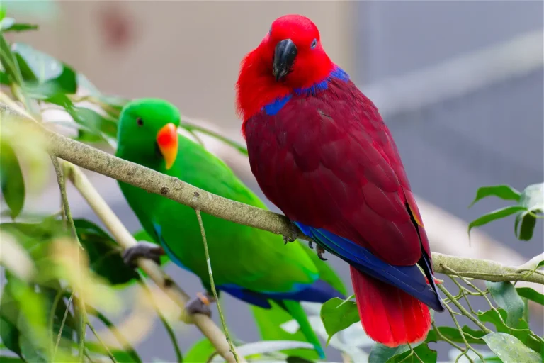 Eclectus Parrot