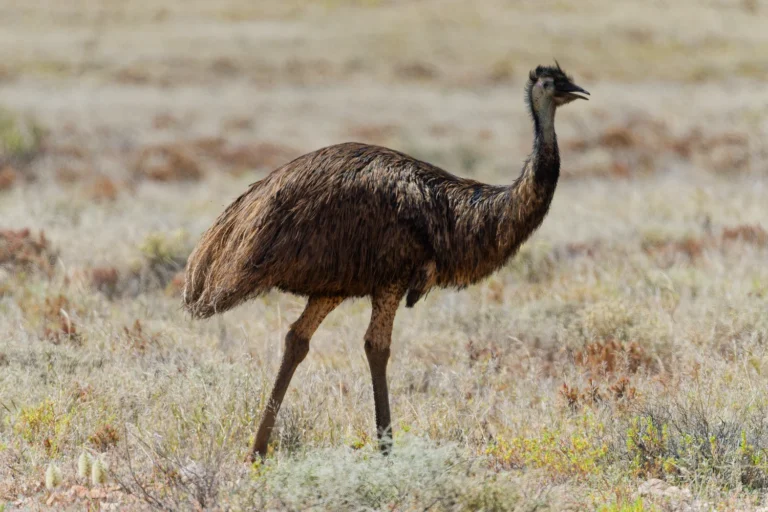 Emu