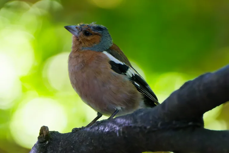 Eurasian Chaffinch