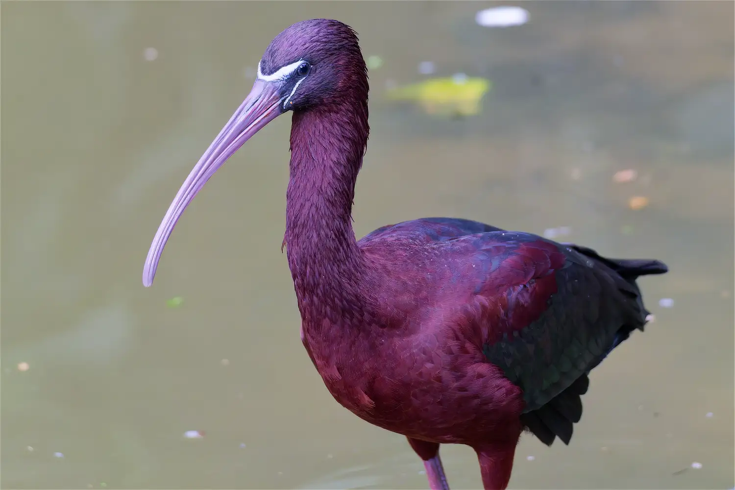 Glossy Ibis