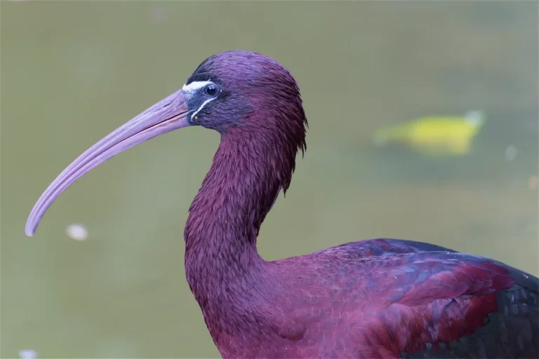 Glossy Ibis