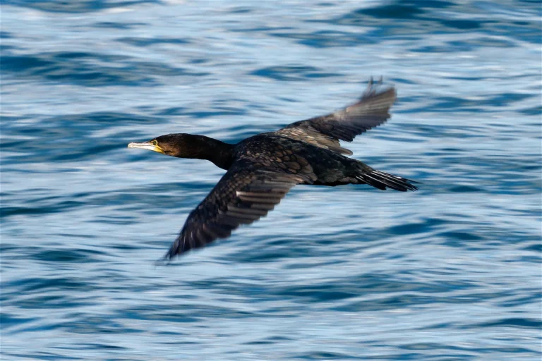 Great Cormorant