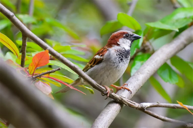 House Sparrow