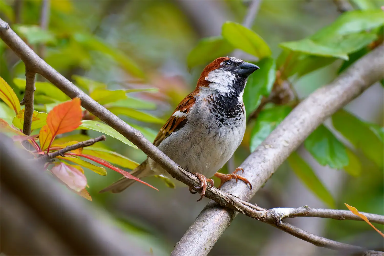 House Sparrow