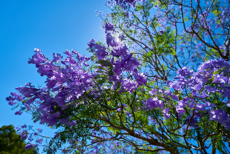 Jacaranda Trees