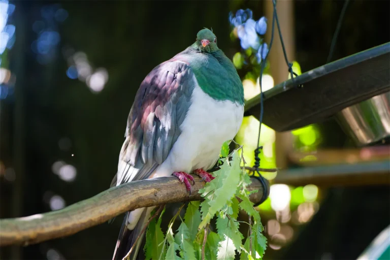 Kereru