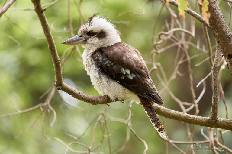 Kookaburras