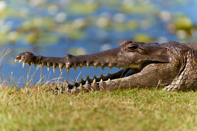 Kununurra Crocodile