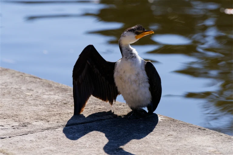 Little Pied Cormorant