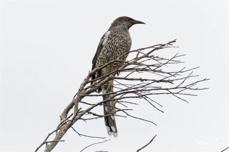 Little Wattlebird